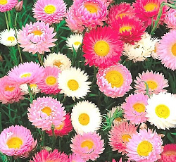 Акроклинум