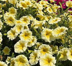 Петуния Итальянка Фульвия F1 многоцветковая каскадная