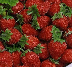 Земляника Александрина
