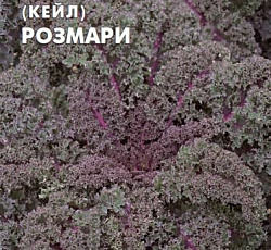Капуста листовая (кале) Розмари