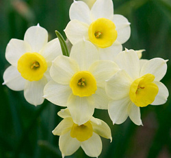 Нарцисс (Тацеттовидный) - Минноу