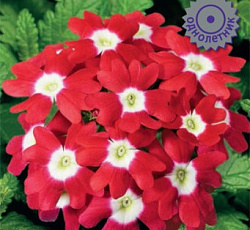 Вербена Кварц Ред виз Ай