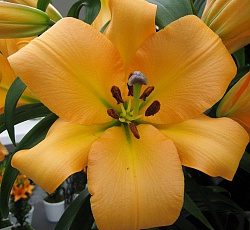 Лилия (ОТ-гибрид) - Салтарелло