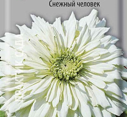 Цинния кактусовидная Снежный человек