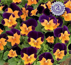 Фиалка рогатая Эдмаер Оранж Парпл Винг