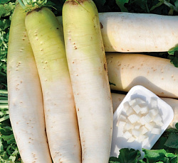 Дайкон Нежно-сахарный F1