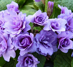 Примула (обыкновенная) - Пёпл Сторм (Люкс)