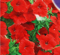 Петуния Суперкаскадная красная F1