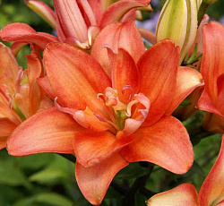 Лилия (азиатская махровая) - Сфинкс