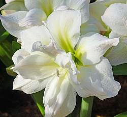 Амариллис (махровый) - Арктик Нимф (Люкс)