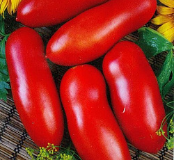 Томат Петр великий F1