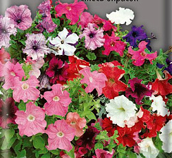 Петуния балконная Смесь окрасок