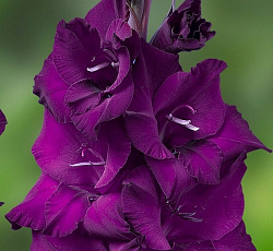 Гладиолус (крупноцветковый) - Астарта