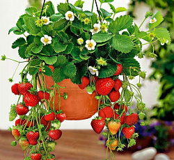 Клубника (земляника) садовая Гирлянда