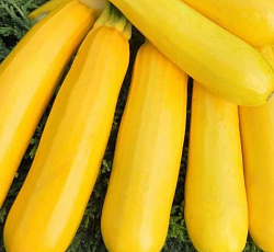 Кабачок Желтоплодный