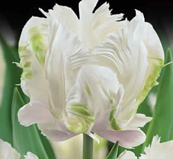 Тюльпан (Попугайный) - Уайт Пэррот