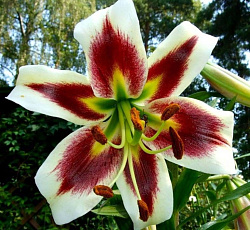 Лилия (ОТ-гибрид) - Лесли Вудрифф