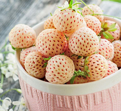 Клубника (земляника) садовая Анабланка