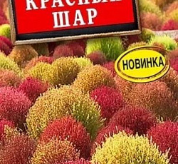 Кохия Красный шар