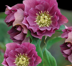 Морозник (восточный) - Дабл Элен Ред (Люкс)