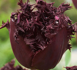 Тюльпан (Бахромчатый) - Лабрадор