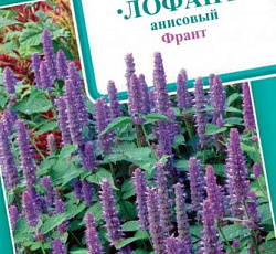 Лофант анисовый Франт
