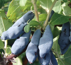 Жимолость - Нимфа