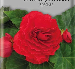 Бегония клубневая крупноцветковая Красная