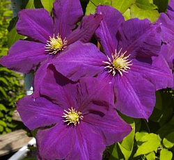 Клематис (крупноцветковый) - Лех Качинский