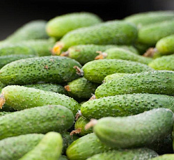 Огурец Клавдия агро F1