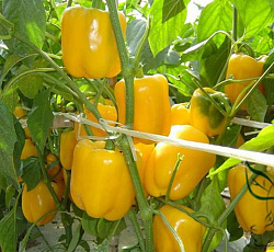Перец сладкий Желтый колокол