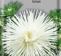 Астра Гигантские лучи Белая