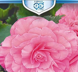 Бегония клубневая Розовый фонтан F1