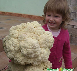 Капуста Цветная Русский размер