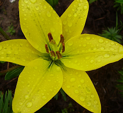 Лилия (азиатская) - Мона