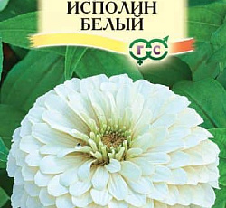Цинния Исполин Белый