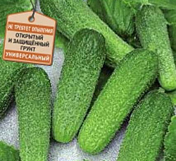 Огурец Атос F1