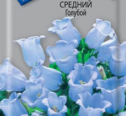 Колокольчик средний Голубой
