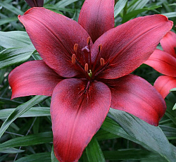 Лилия (азиатская) - Блэк Джек