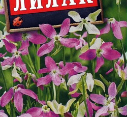 Маттиола двурогая Лилак