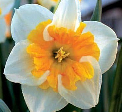 Нарцисс (С расщепленной коронкой) - Лав Кол