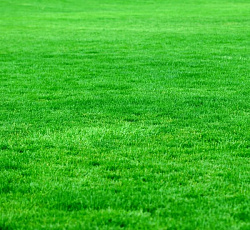 Газон Изумрудный ковер