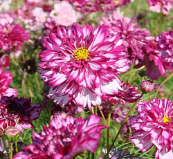 Космея Махровая кнопка Двуцветная