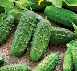 Огурец Засолочный