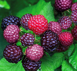 Малина (черноплодная) - Бристоль (Люкс)