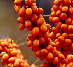 Облепиха - Фрисдорфер Оранж