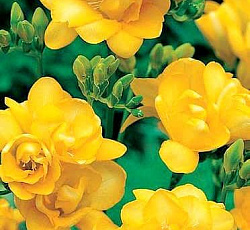 Фрезия (гибридная махровая) - Йеллоу
