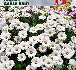 Остеоспермум Акила Дейзи Вайт