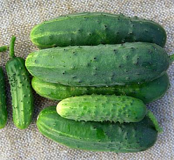 Огурец Чудо грунта F1