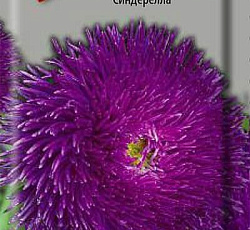 Астра Игл Синдерелла